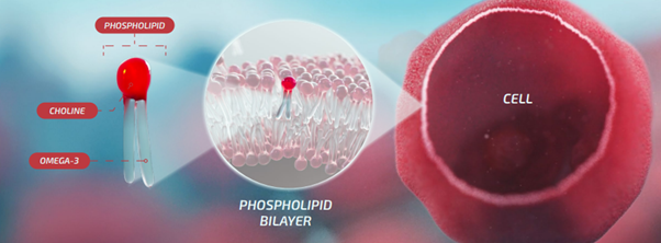 リン脂質結合型オメガ3の構造イメージ