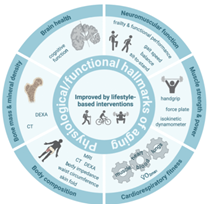 ヘルススパンの概念図