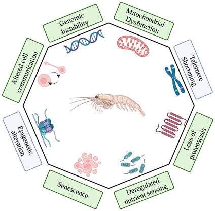 クリルオイルと老化の細胞学的ハルマークへの作用(イメージ)