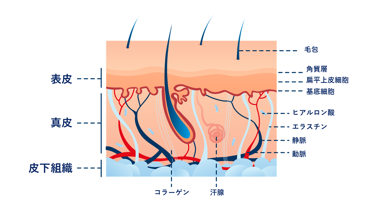 角質層の構造と主要分子