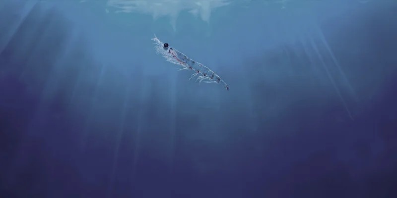 KrillOill