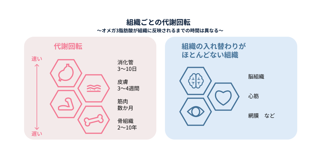 tissue-specific-metabolic-turnover.png