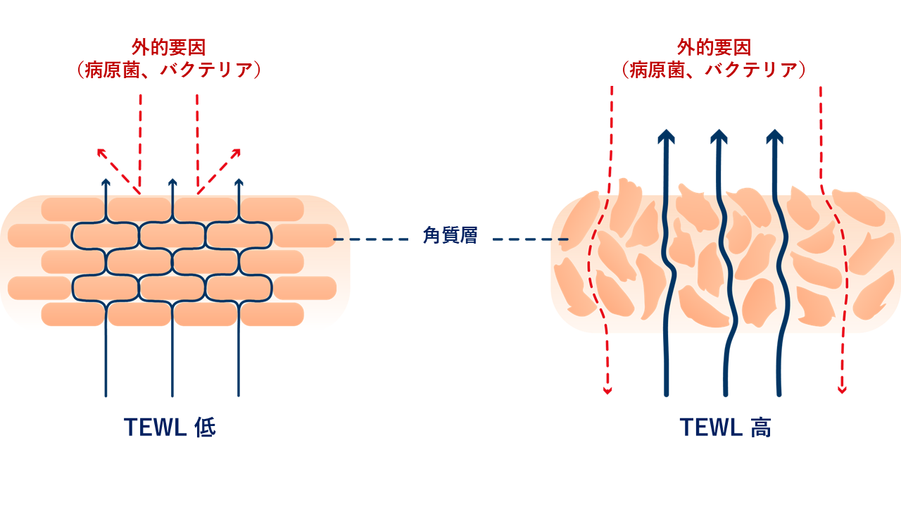 TEWL(経表皮水分蒸散量)の説明図